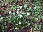 snowdrops.jpg (5215 bytes)